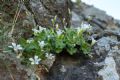 Arenaria bertolonii